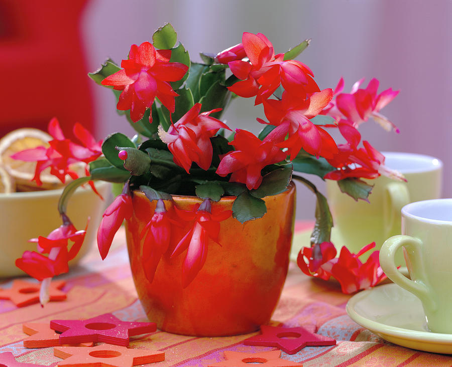 Red Christmas Cactus In Shiny Metallic Cache-pot Photograph by Friedrich Strauss