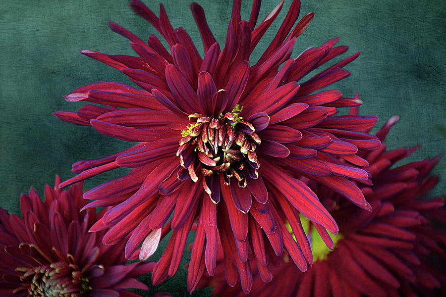 Nature Mixed Media - Red Chrysanthemum by Isabela and Skender Cocoli