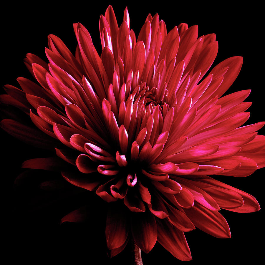 Still Life Photograph - Red Chrysanthemum On Black by Tom Quartermaine