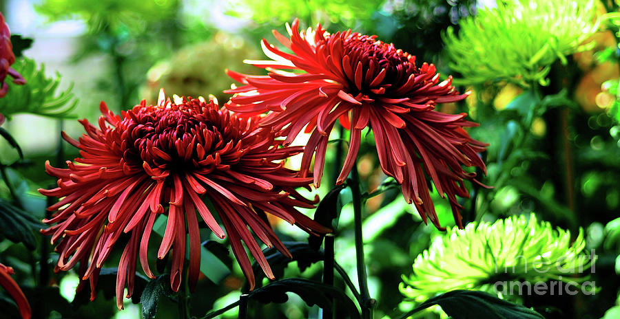 Red Chrysanthemums Photograph by Elaine Manley