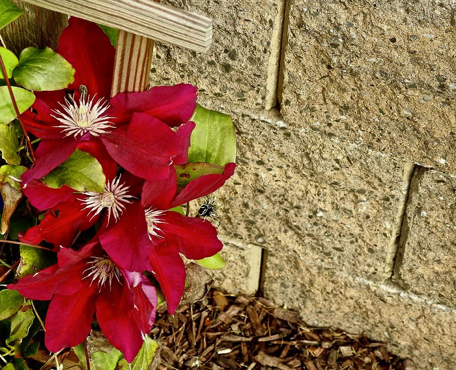 Red Clematis Photograph by Kathy Chism
