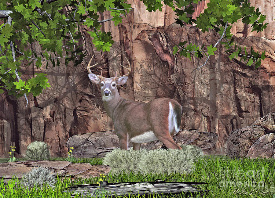 Red Cliff Whitetail Deer Digital Art by Walter Colvin