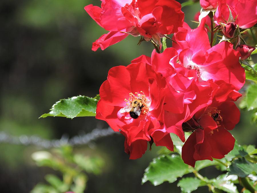 Red Climbing Rose Dortmund and Bee Photograph by Holly Gorst