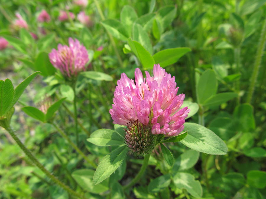 Red Clover - #5618 Photograph by StormBringer Photography