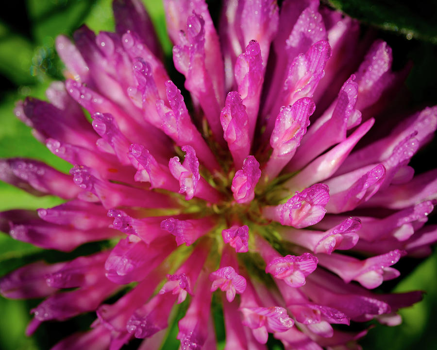 Red Clover Flower Photograph by Jeff Phillippi