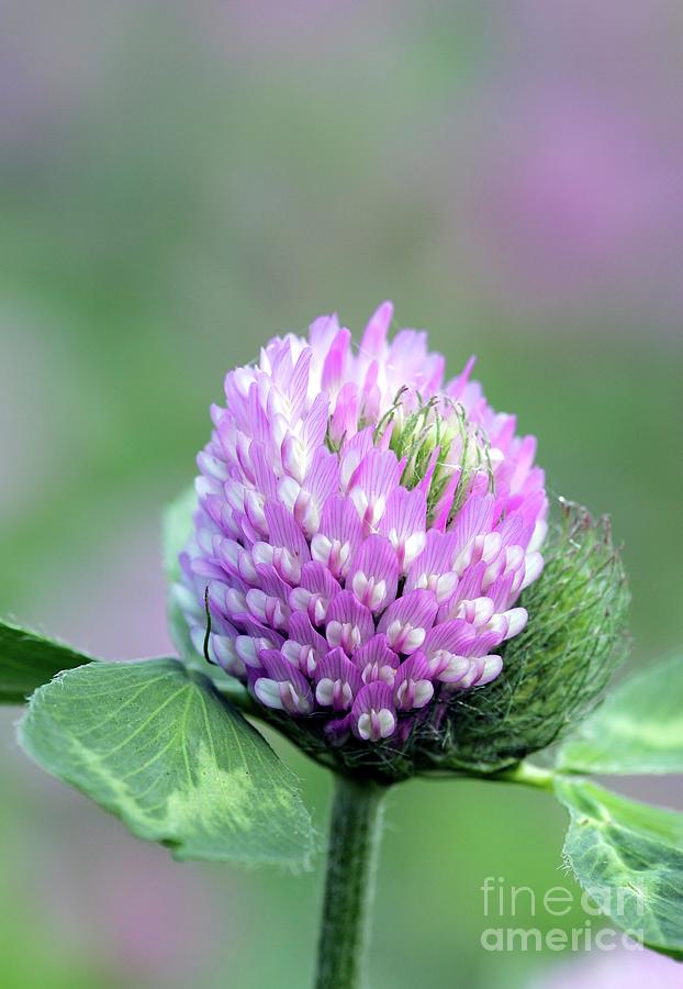 Red Clover (trifolium Pratense) Photograph by John Devries/science Photo Library