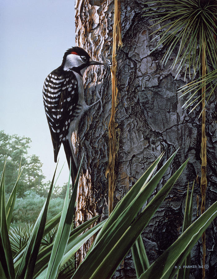 Red Cockaded Woodpecker Painting by Ron Parker
