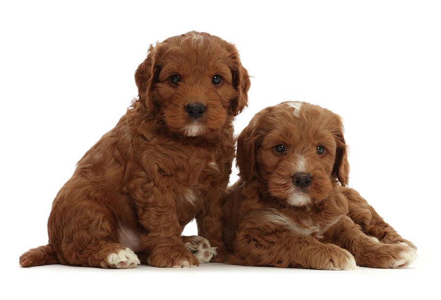 Red Cockapoo Puppies, 6 Weeks Old Photograph by Mark Taylor