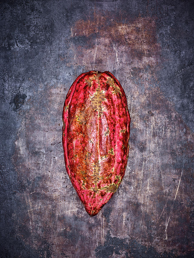 Red Cocoa Pod On A Grey Metal Background Photograph by Peter Rees