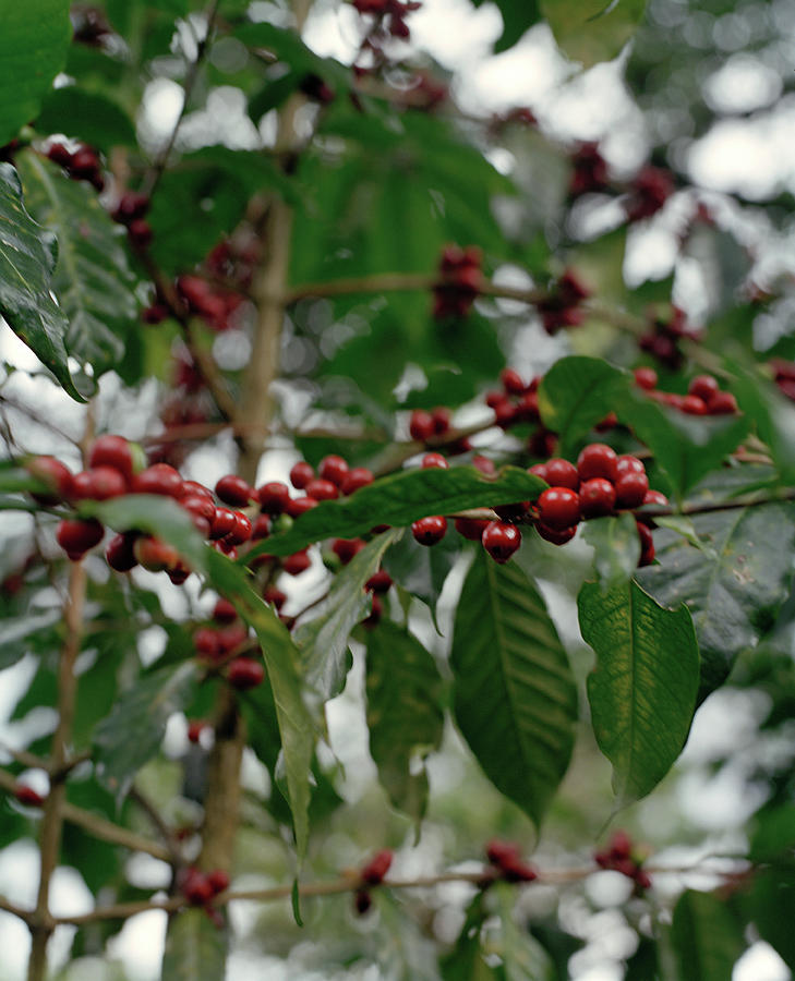 Red Coffee Cherry Beans On Tree Photograph by Livia Corona