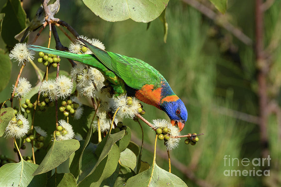 Red-collared Lorikeet Photograph by Dr P. Marazzi/science Photo Library ...