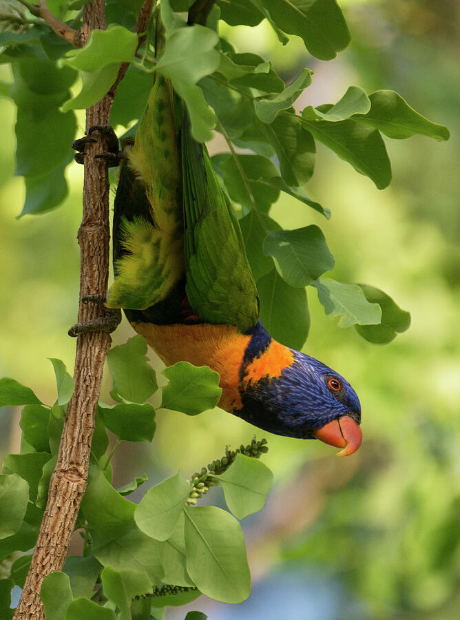 Red-collared Lorikeet Hanging On To A Branch. Male Of The Photograph by ...