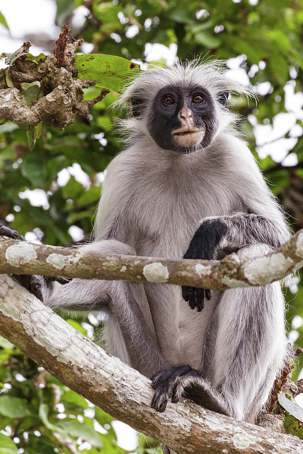 Red Colobus Monkey Procolobus Kirkii In Photograph by Danita Delimont