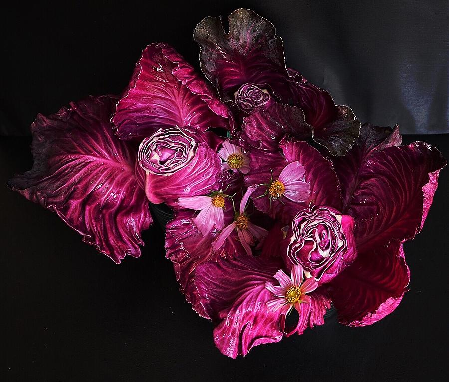 Red Cone Cabbage by Sarah Phillips Red Cone Cabbage by Sarah Phillips