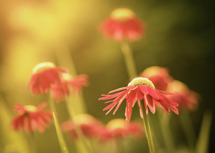 Red Cone Flowers In Golden Sunlight Photograph by Jp Benante