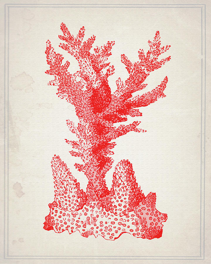 Nautical Mixed Media - Red Coral 1 by Natasha Wescoat