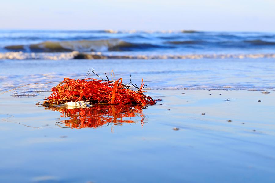 Red Coral Washes Up With the Tide by Carol Montoya Red Coral Washes Up With the Tide by Carol Montoya