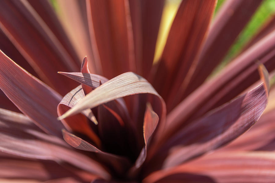 Red Cordyline Photograph by Scott Lyons