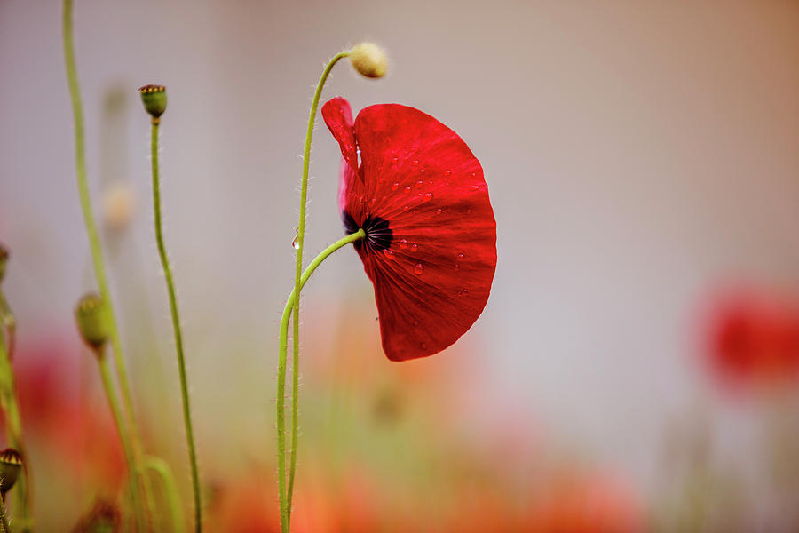 Red Corn Poppy Flowers Photograph by Nailia Schwarz