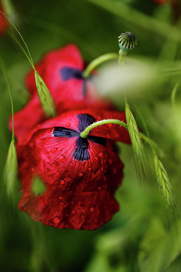 Red Corn Poppy Flowers With Dew Drops Photograph