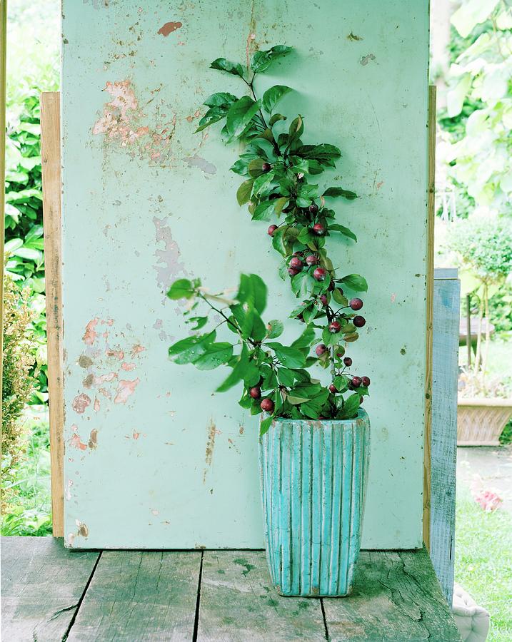 Red Crab Apple Tree In Planter Against Shabby Chic Wooden Wall On Terrace Photograph by Matthias Hoffmann