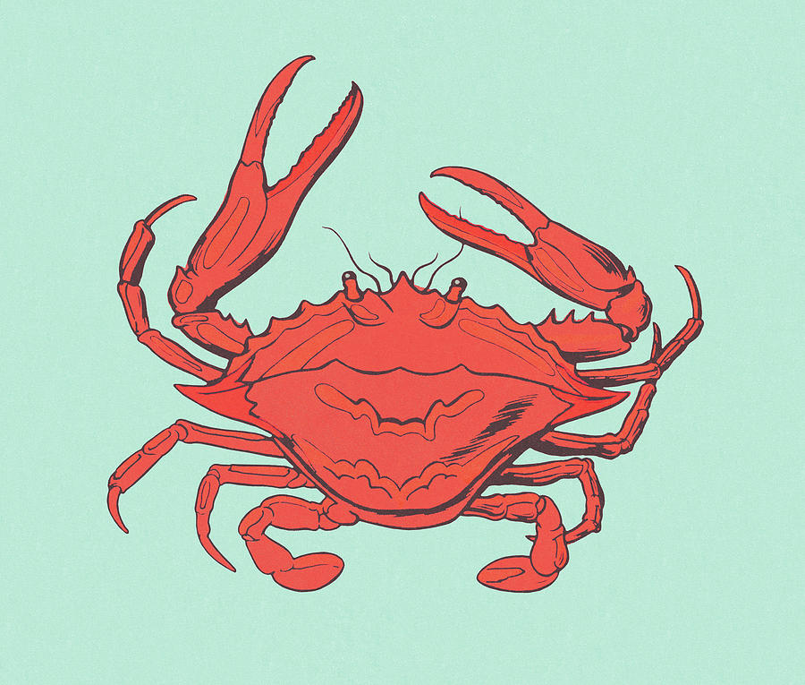 Vintage Drawing - Red Crab by CSA Images