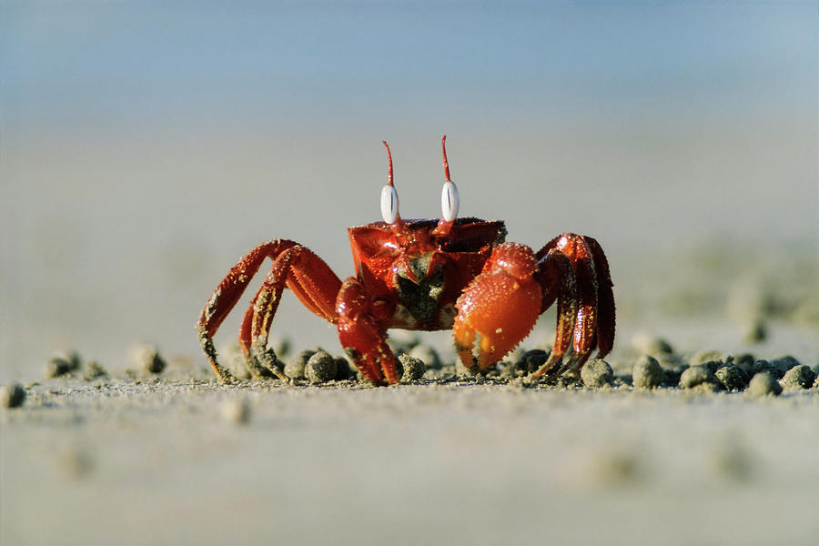 Red Crab On The Beach, Sri Lanka, Asia Photograph By Konrad Wothe 