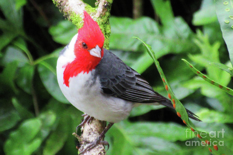 Red Crested Cardinal 1 Photograph by Randall Weidner