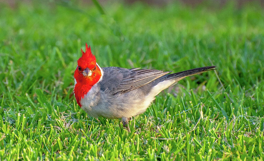 Red Crested Cardinal Photograph by Doug Davidson