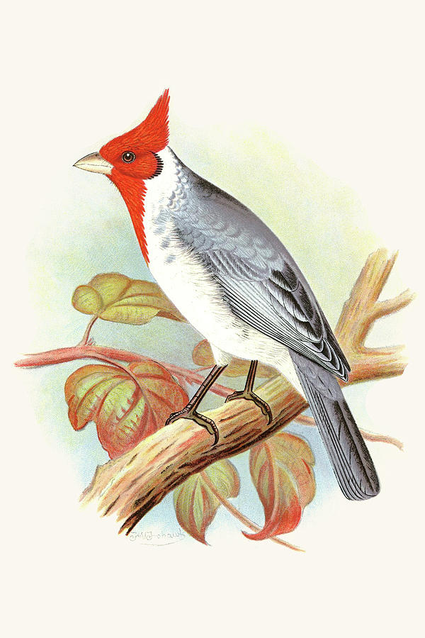 Red Crested Cardinal Painting by F.W. Frohawk