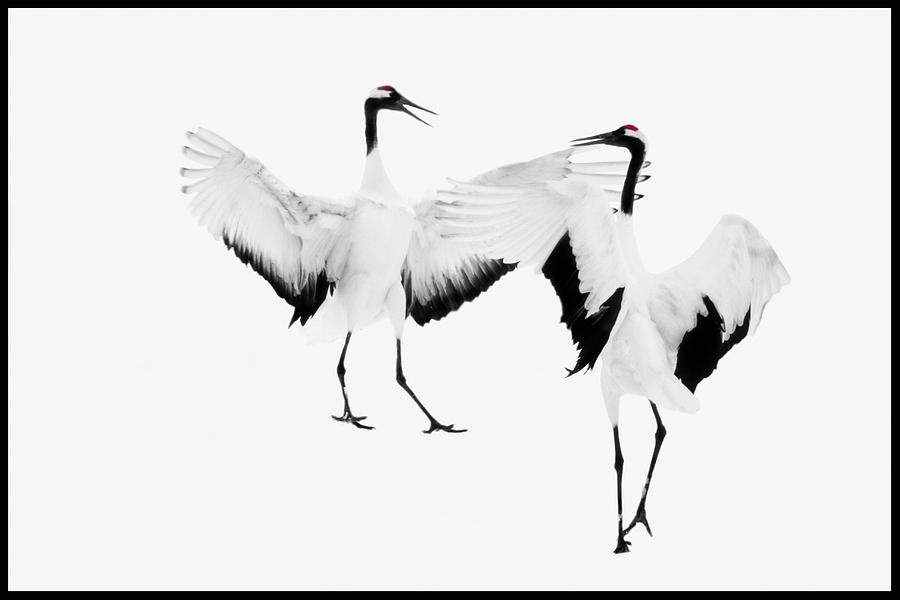 Red Crested Japanese Cranes Dancing Photograph by Grant Faint