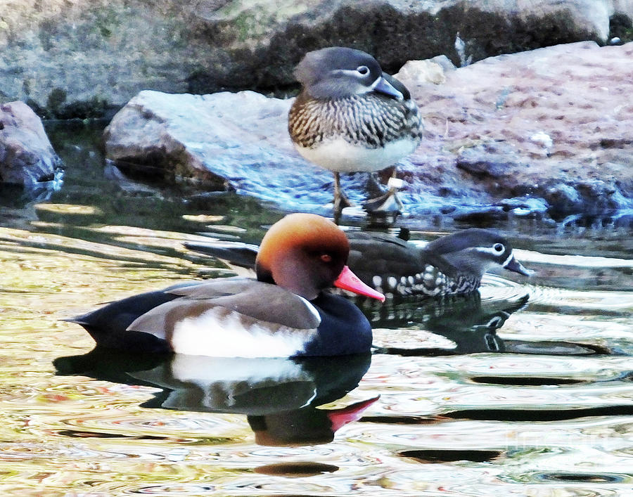 Red Crested Pochard and Mandarin Ducks Photograph by Lizi Beard-Ward