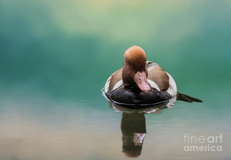 Red-Crested Pochard Swimming Photograph by Eva Lechner