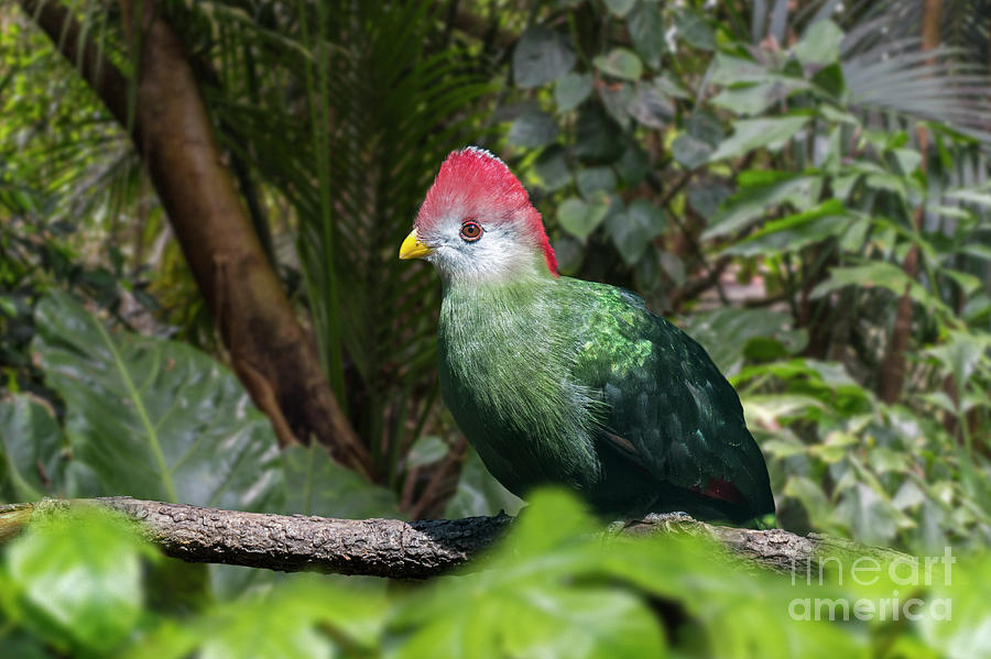 Red-crested Turaco Photograph by Arterra Picture Library
