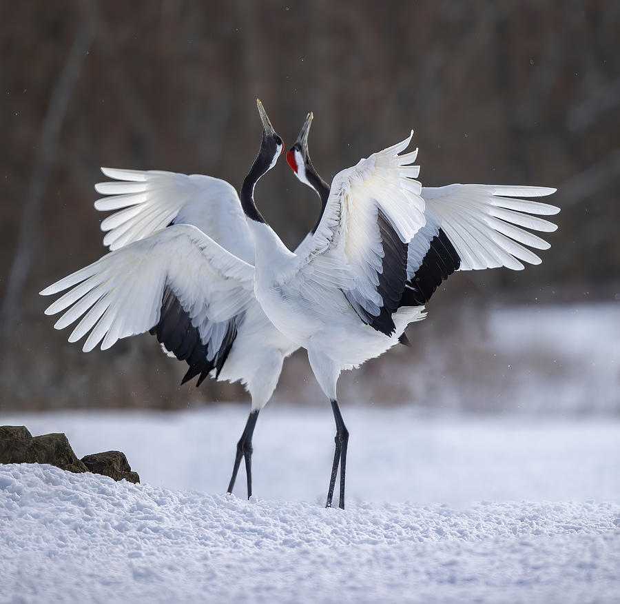 Red-crowned Crane Dance Photograph by Judy Tseng