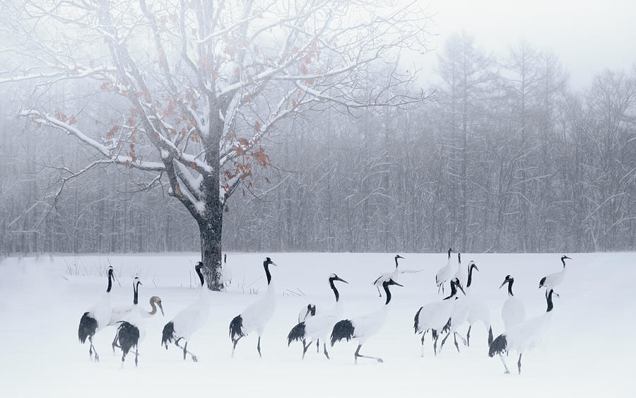 Red-crowned Crane Photograph by Dennis Zhang