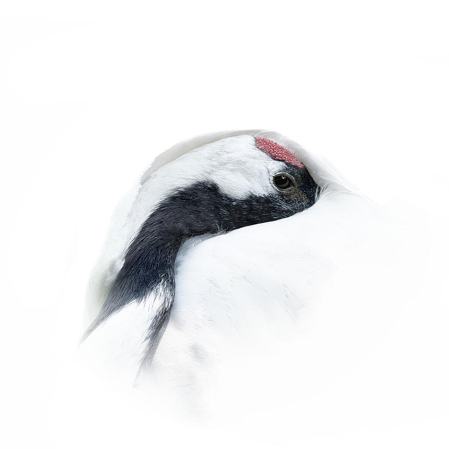 Red-crowned Crane Photograph by Georgios Tsikiridis