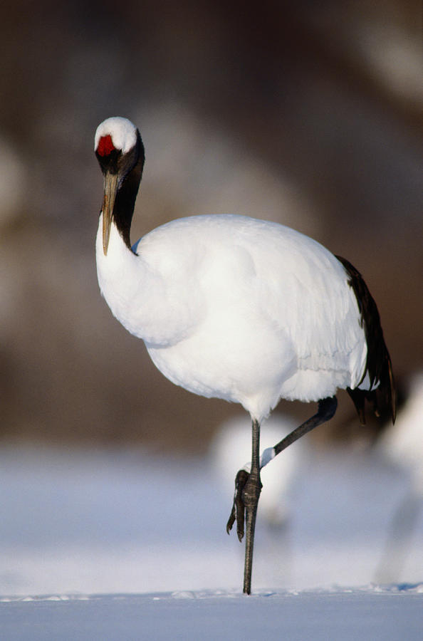 Red-crowned Crane Grus Japonensis Photograph by Art Wolfe