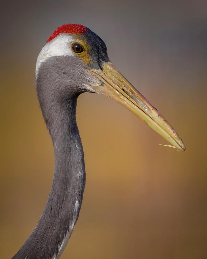 Red Crowned Crane Headshot Zhangye Wetland Park Gansu China Photograph by Adam Rainoff