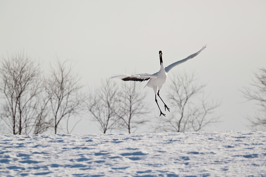 Red Crowned Crane In Snow Hokkaido Japan Photograph by Peter Adams