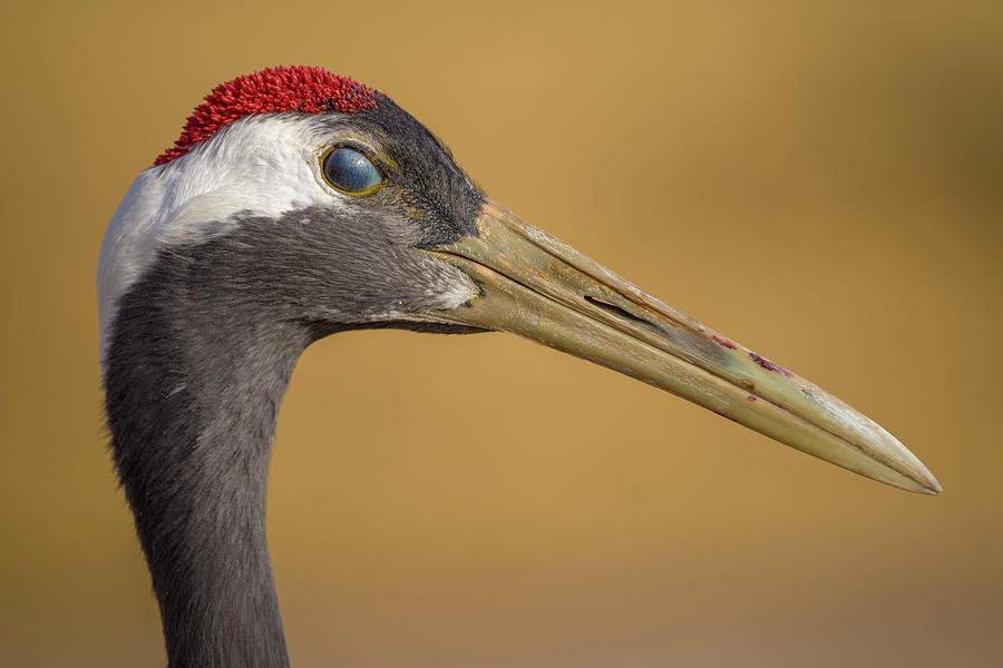 Red Crowned Crane Inner Eyelid Zhangye Wetland Park Gansu China Photograph by Adam Rainoff