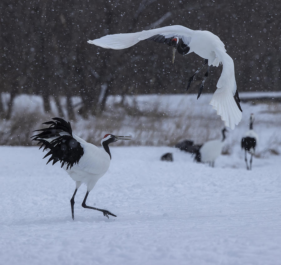 Red-crowned Crane Play In The Snow Photograph by Judy Tseng
