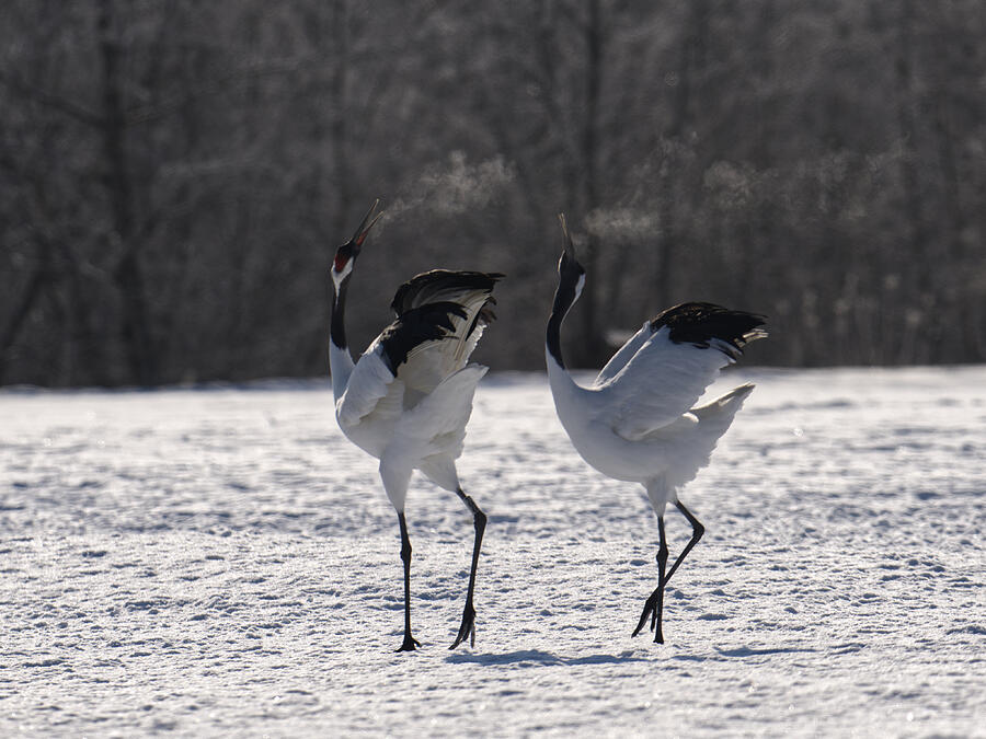 Red-crowned Crane Photograph by Xuemei Qin