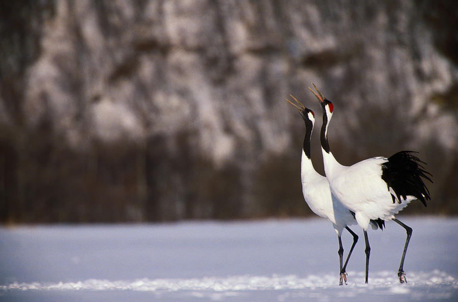 Red-crowned Cranes Grus Japonensis In Photograph by Art Wolfe