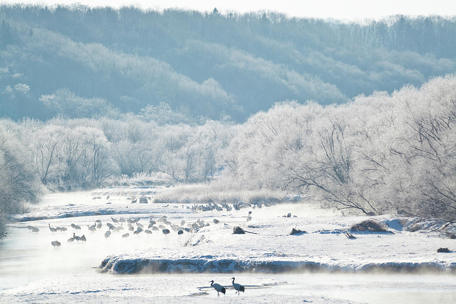 Red Crowned Cranes In Frozen River Photograph by Peter Adams