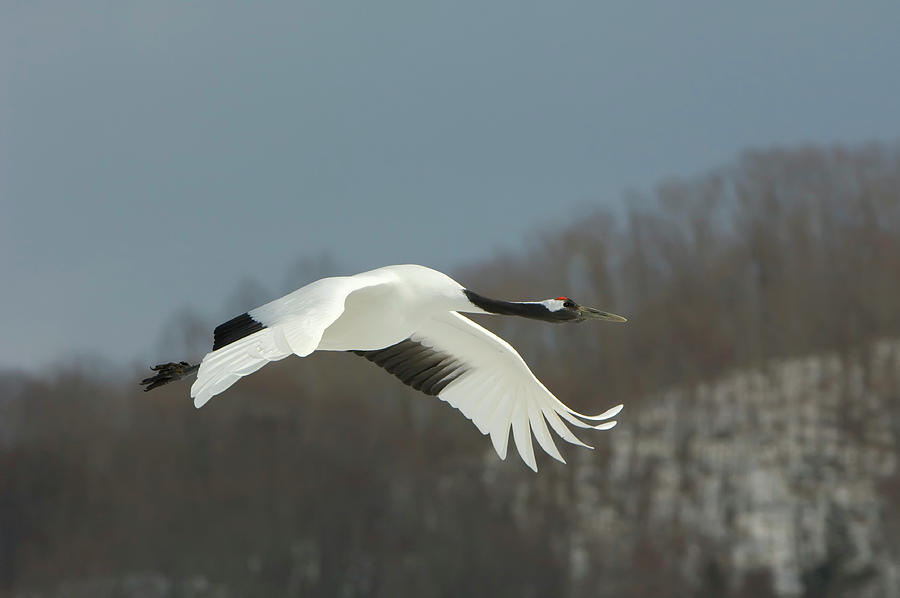 Red-crowned Or Japanese Crane Grus Photograph by Nhpa