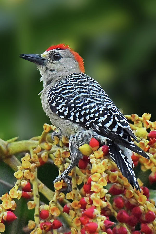 Red-crowned Woodpecker Photograph by Alan Lenk