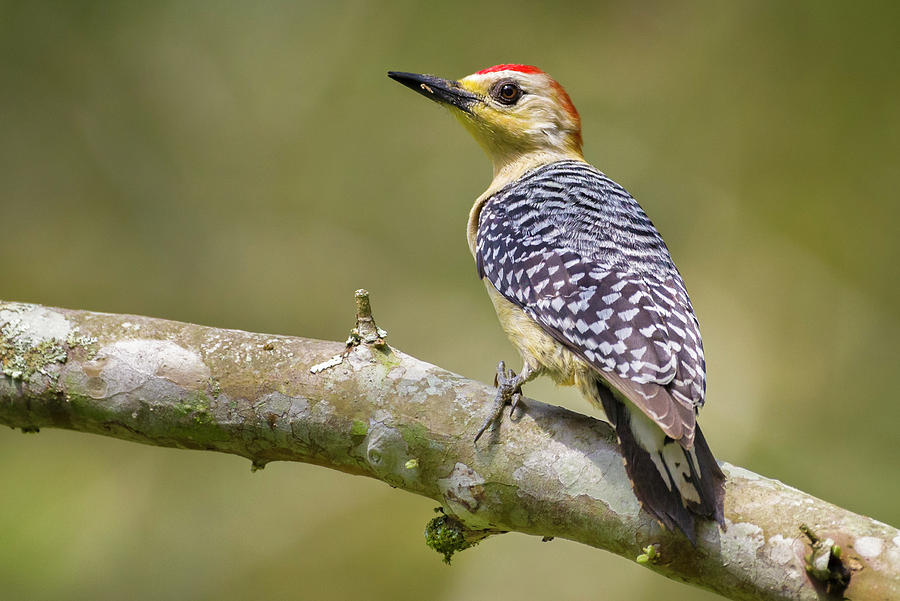 Red-Crowned Woodpecker San Jorge Ibague Colombia Photograph by Adam Rainoff