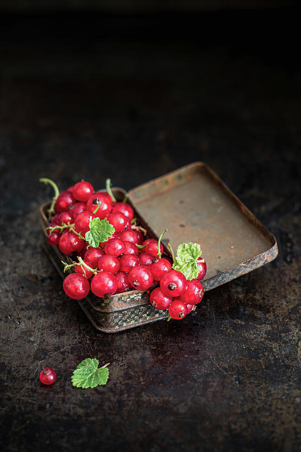 Red Currant Photograph by Karolina Nicpon