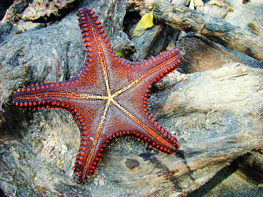 Red Cushion Sea Star Photograph by Kryssia Campos